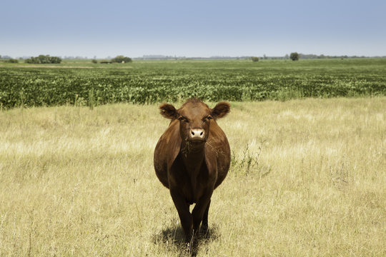 Cow in prairie