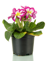 Beautiful pink primula in flowerpot, isolated on white