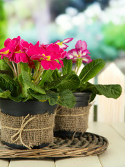 Beautiful pink primulas in flowerpots,