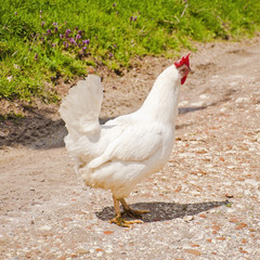 Cock and hen on walk