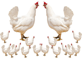Cock and hen on walk