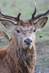 cerf