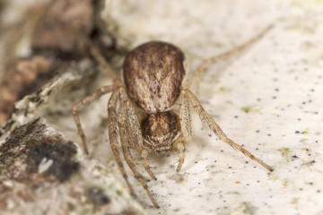 Small spider hunting on wood, extreme close-up