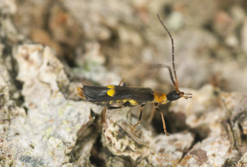 Malthodes minimus on wood, extreme close-up