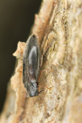 Phloeotrya rufipes, Melandryidae on  hazel wood