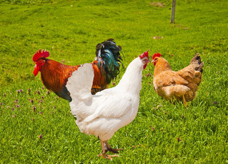 Cock and hen on walk