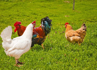 Cock and hen on walk
