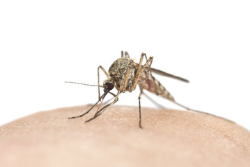 Mosquito sucking blood, macro photo with copy space