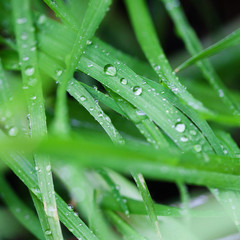 Naklejka premium water drops on the green lush grass