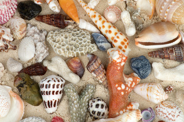 Ocean Shell Background