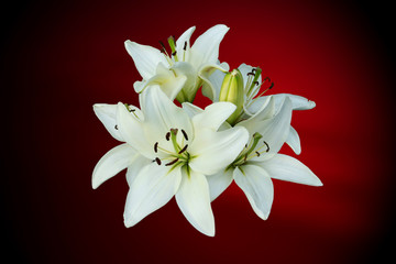 White lilies on red background