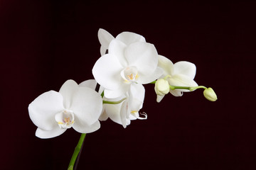 White orchid on the dark background