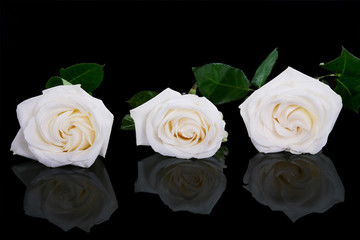 Three white roses on black
