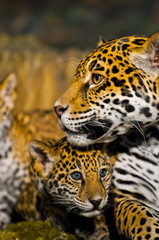 Jaguar Cubs