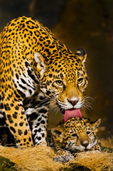 Obrazy na Szkle  Jaguar Młodych