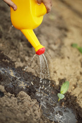 sprouts watered from a watering can