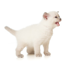 white meowing kitten