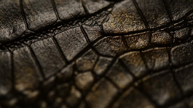 Crocodile skin, macro. Dolly shot
