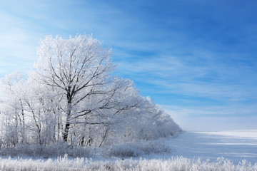 Obraz na płótnie Canvas winter landscape with trees covered by hoarfrost
