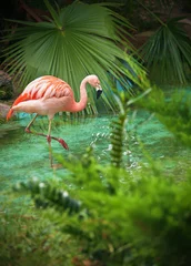 Peel and stick wall murals Flamingo pink flamingo