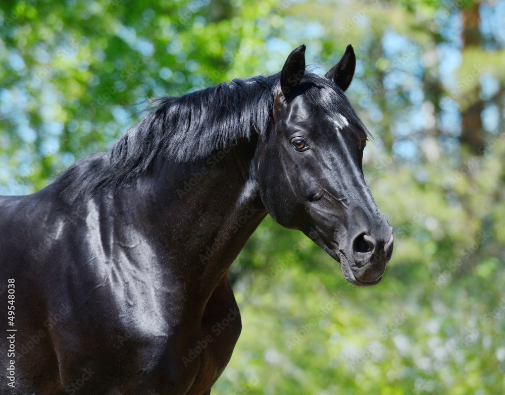 Canvas Prints black stallion of russian riding breed