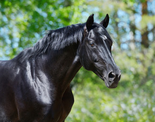 Obraz premium Black stallion of Russian riding breed