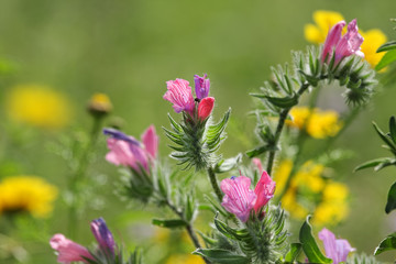 Spring wildflowers.