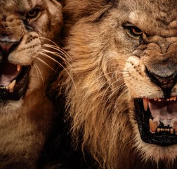 Nahaufnahme von zwei brüllenden Löwen