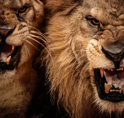 Foto op Plexiglas Close-up shot van twee brullende leeuwen © Nejron Photo