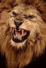 Photo sur Plexiglas Lion Gros plan du lion rugissant