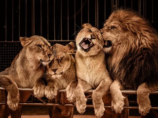 Lion et trois lionnes