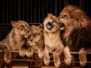 Photo sur Aluminium Lion Lion et trois lionnes