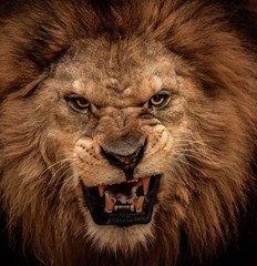 Fototapeta premium Close-up strzał z ryczącym lwem