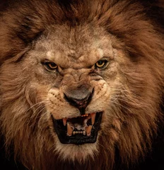 Gardinen Nahaufnahme eines brüllenden Löwen © Nejron Photo