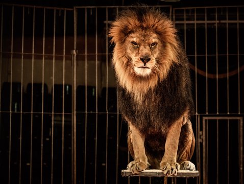 Lion in circus cage