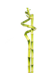 Fototapeta premium Zwei Bambusstäbe eng umschlungen