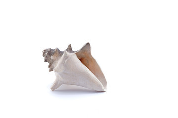 Sea Shell