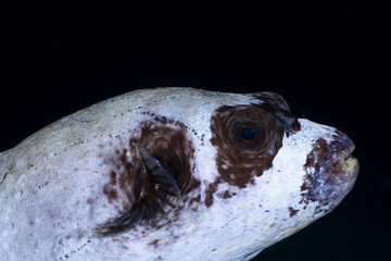 Masked puffer at night in the Red Sea, Egypt.