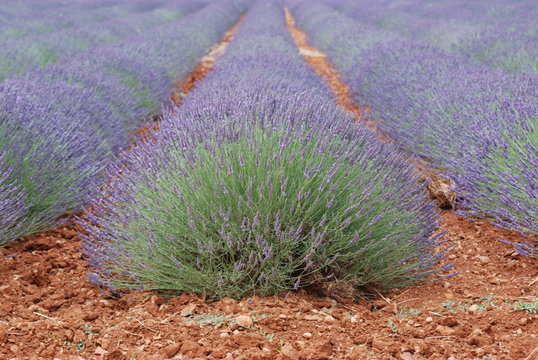 provence