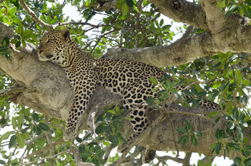 Naklejka premium Léopard, Panthera pardus, Afrique de l'Est