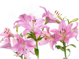 Pink lily Isolated on White