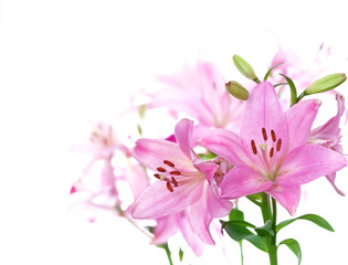 Pink lily Isolated on White