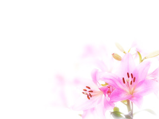 Pink lily Isolated on White