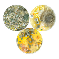Petri dishes with mold isolated on white surface.