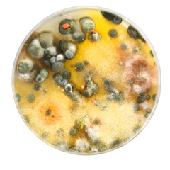 Petri dish with mold colonies isolated on white