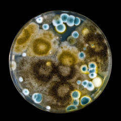 Petri dish with mold