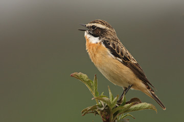 Braunkehlchen