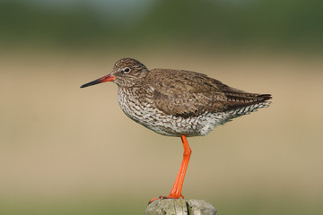 Rotschenkel