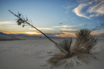 White Sands National Monument - 49558461