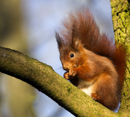 Obraz premium Ecureuil7